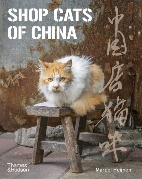 shop-cats-of-china